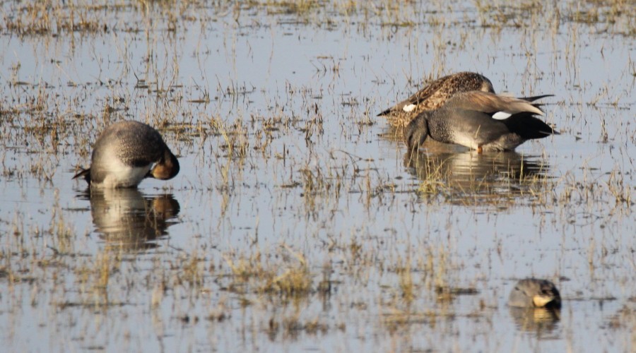 Gadwall - ML85123341