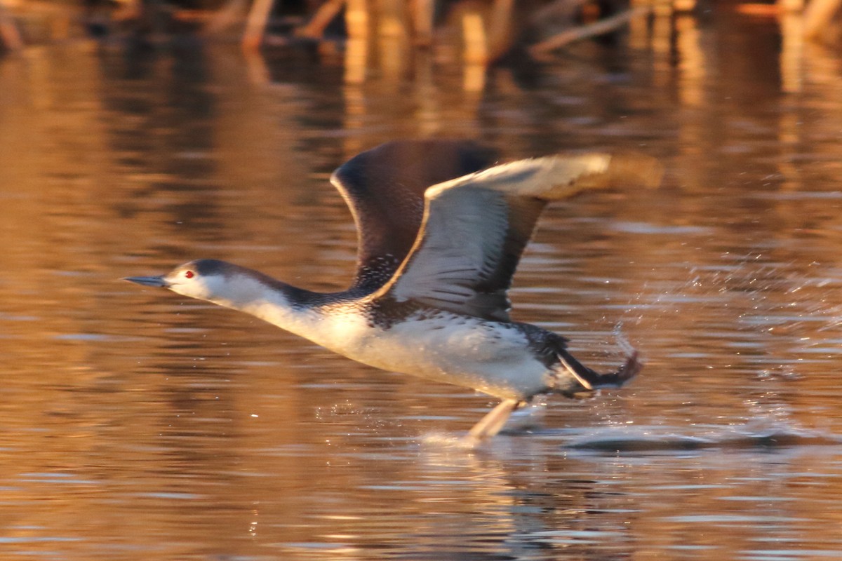 Red-throated Loon - Thomas Boll Kristensen