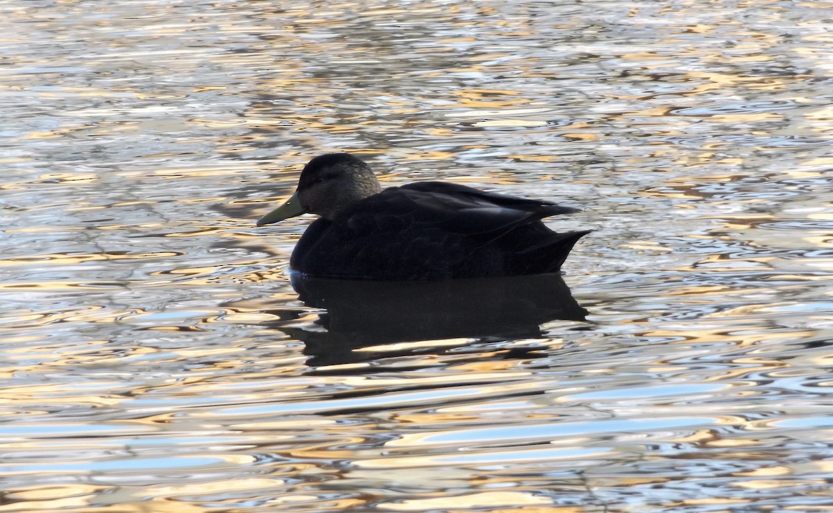 American Black Duck - ML85124301