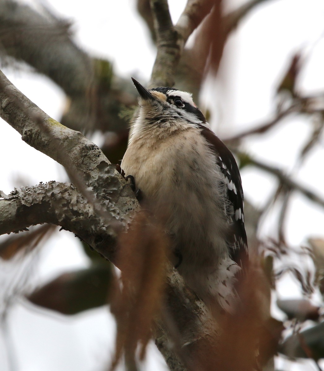 Downy Woodpecker - ML85125651