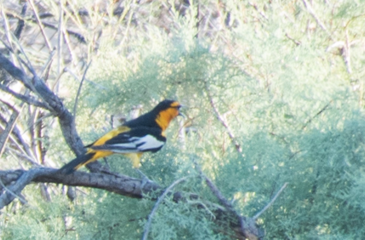 Bullock's Oriole - ML85126521