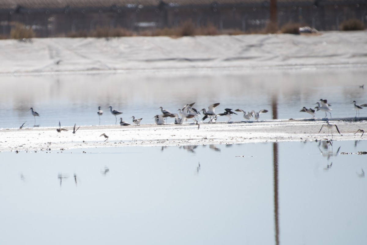 American Avocet - ML85127691