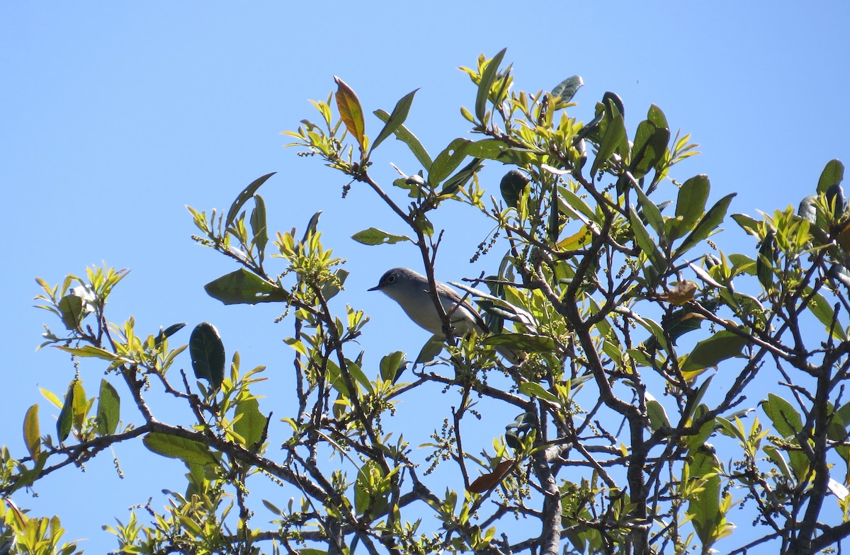 Blue-gray Gnatcatcher - ML85128731