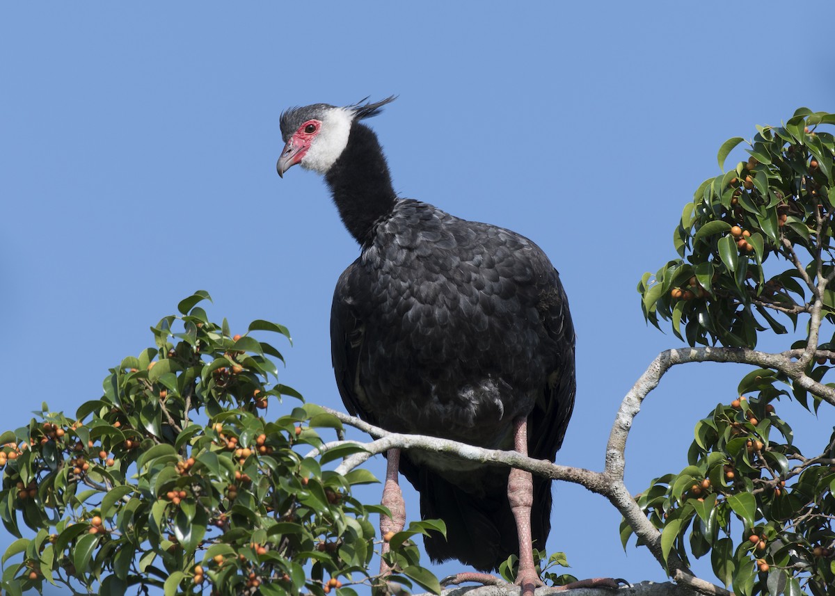 Northern Screamer - Anthony Kaduck