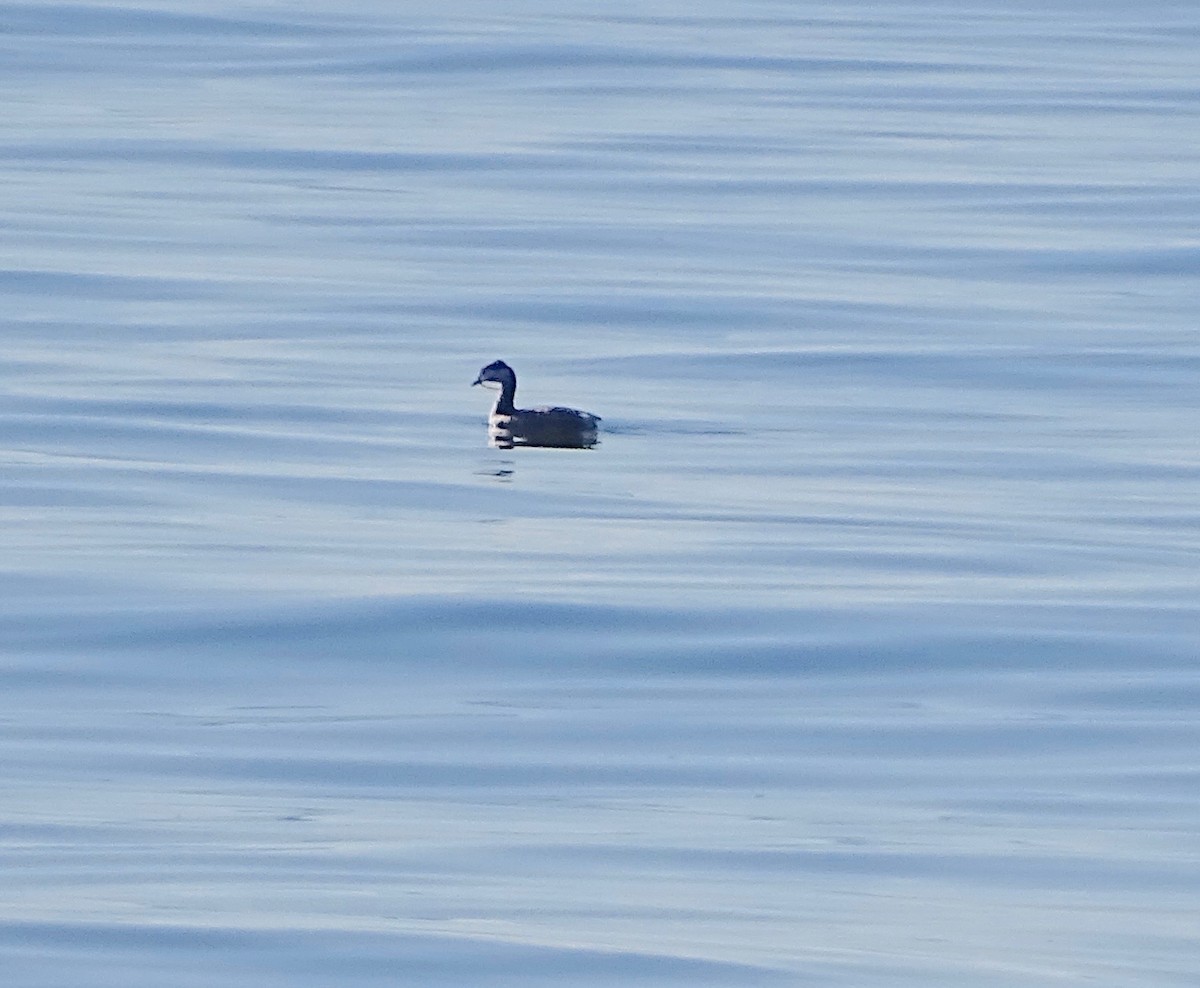 Horned Grebe - ML85129781