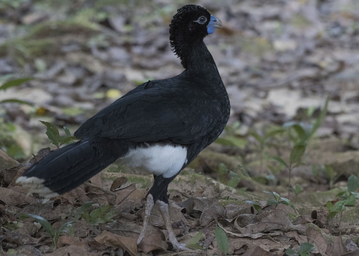 Blue-billed Curassow - ML85129841