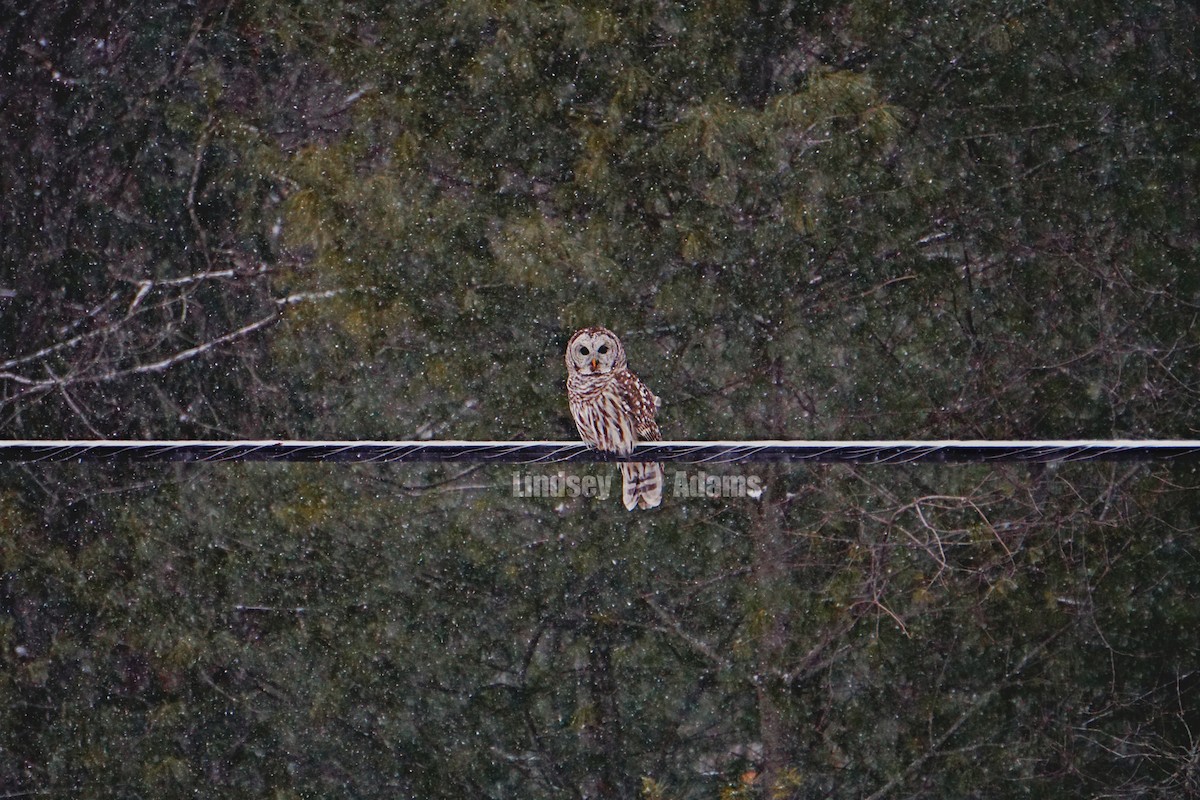 Barred Owl - Lindsey Adams