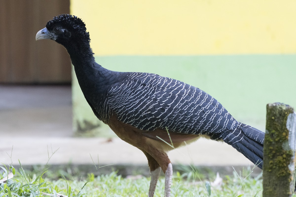 Blue-billed Curassow - ML85130041