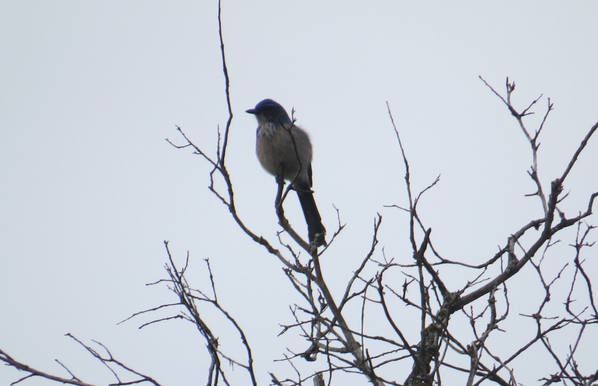 Woodhouse's Scrub-Jay - Lindsey Duval