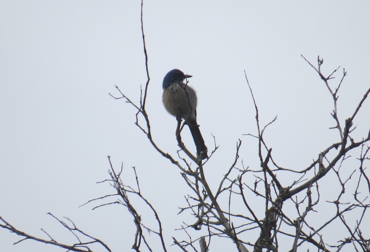 Woodhouse's Scrub-Jay - ML85133151