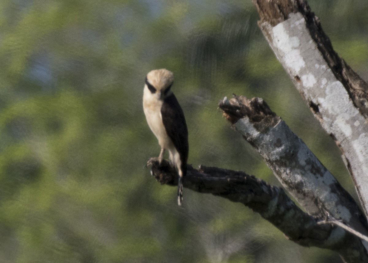 Laughing Falcon - ML85134371