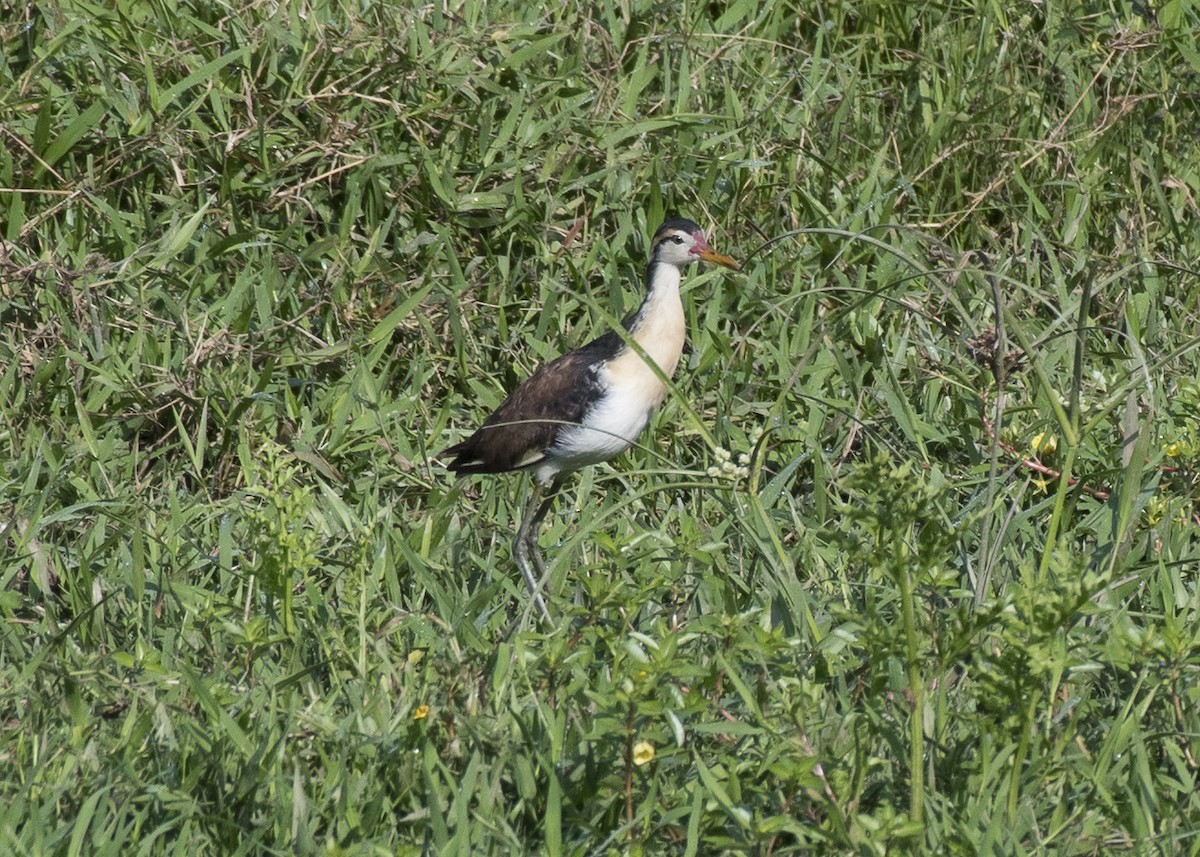 Wattled Jacana - Anthony Kaduck