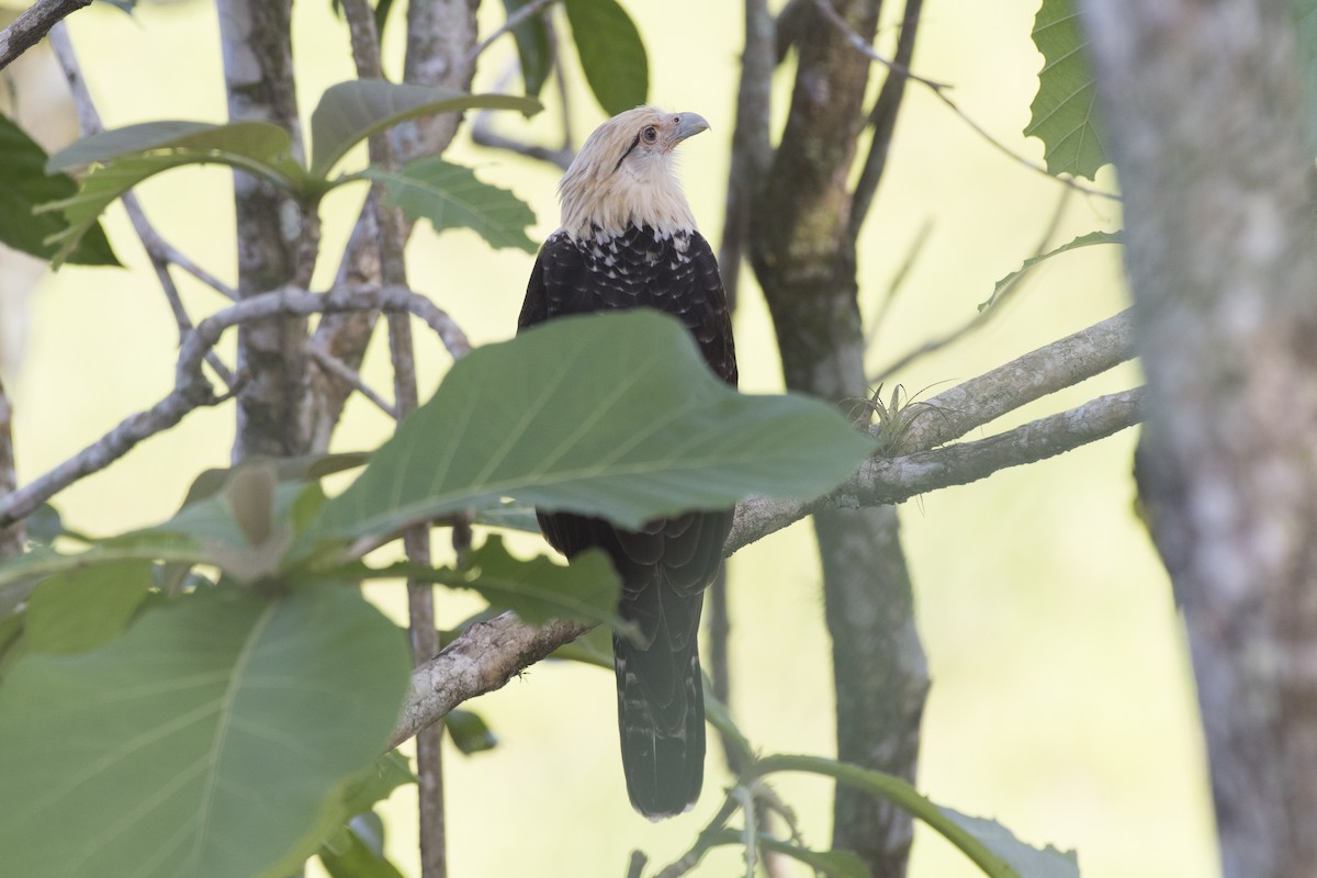 Yellow-headed Caracara - Anthony Kaduck