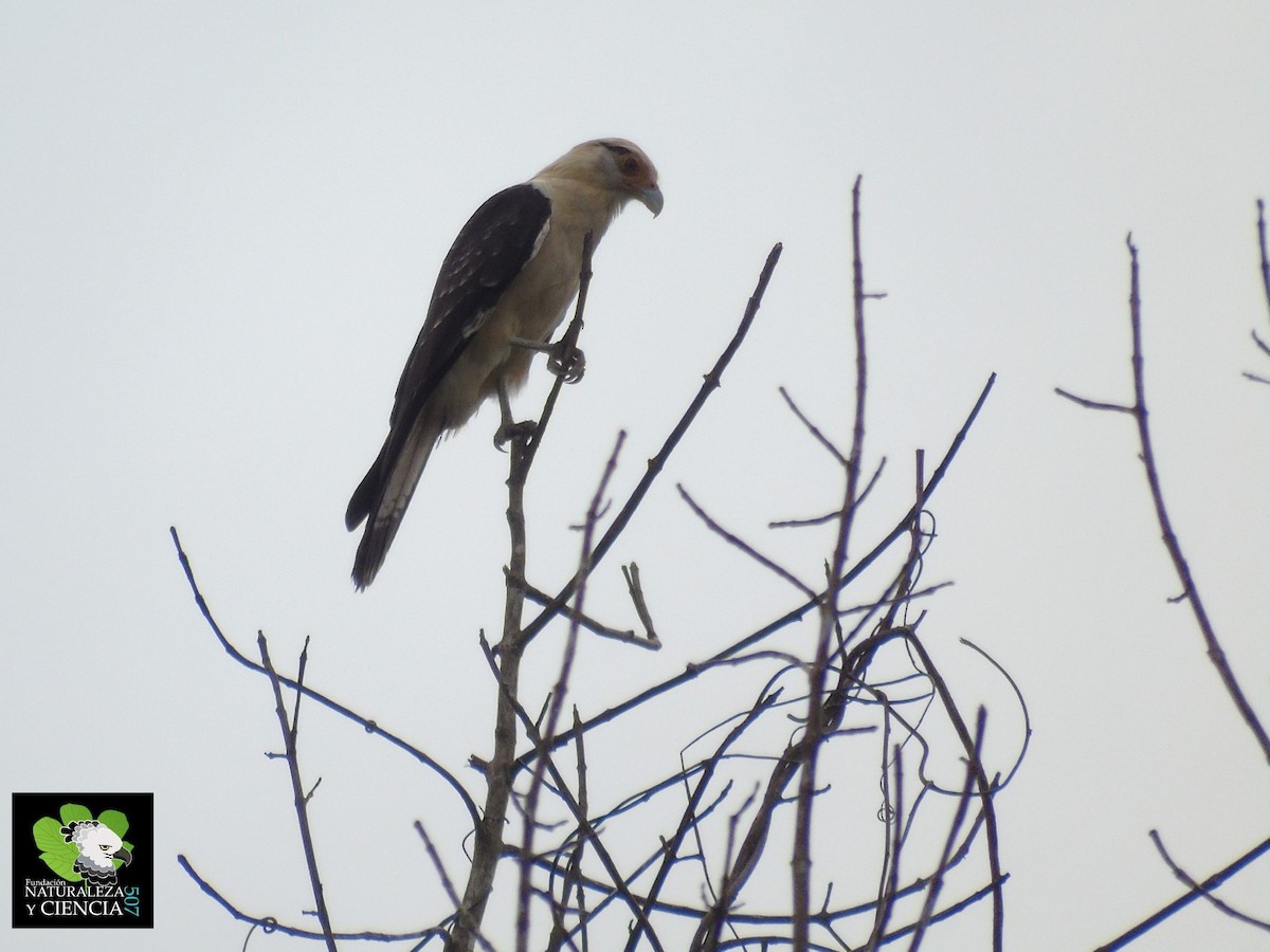 Caracara à tête jaune - ML85135411