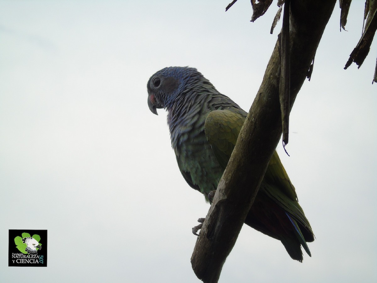 Blue-headed Parrot - ML85135541