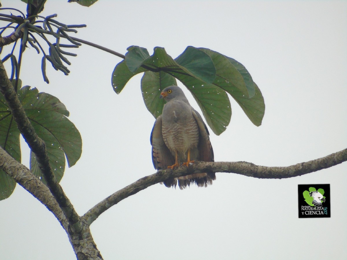 Roadside Hawk - ML85135601