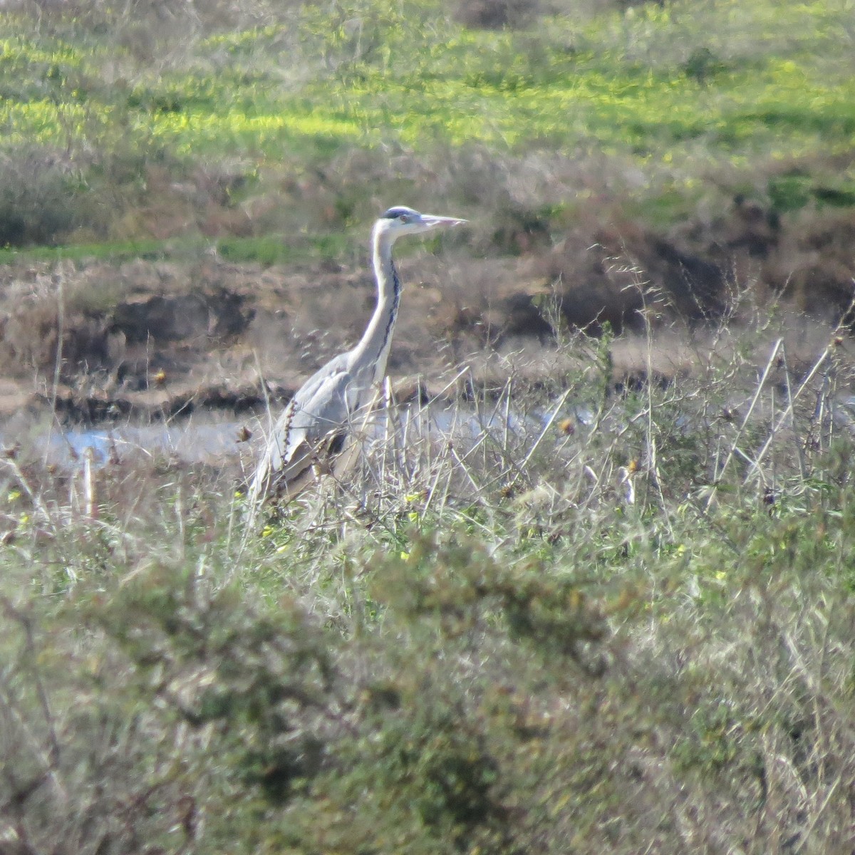 Gray Heron - ML85135821