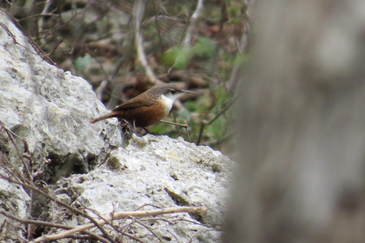 Canyon Wren - ML85137961