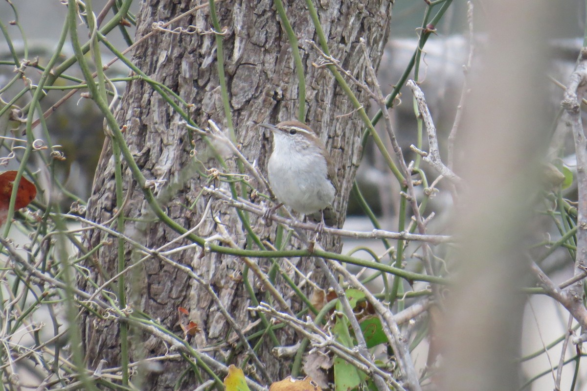 Bewick's Wren - ML85138051