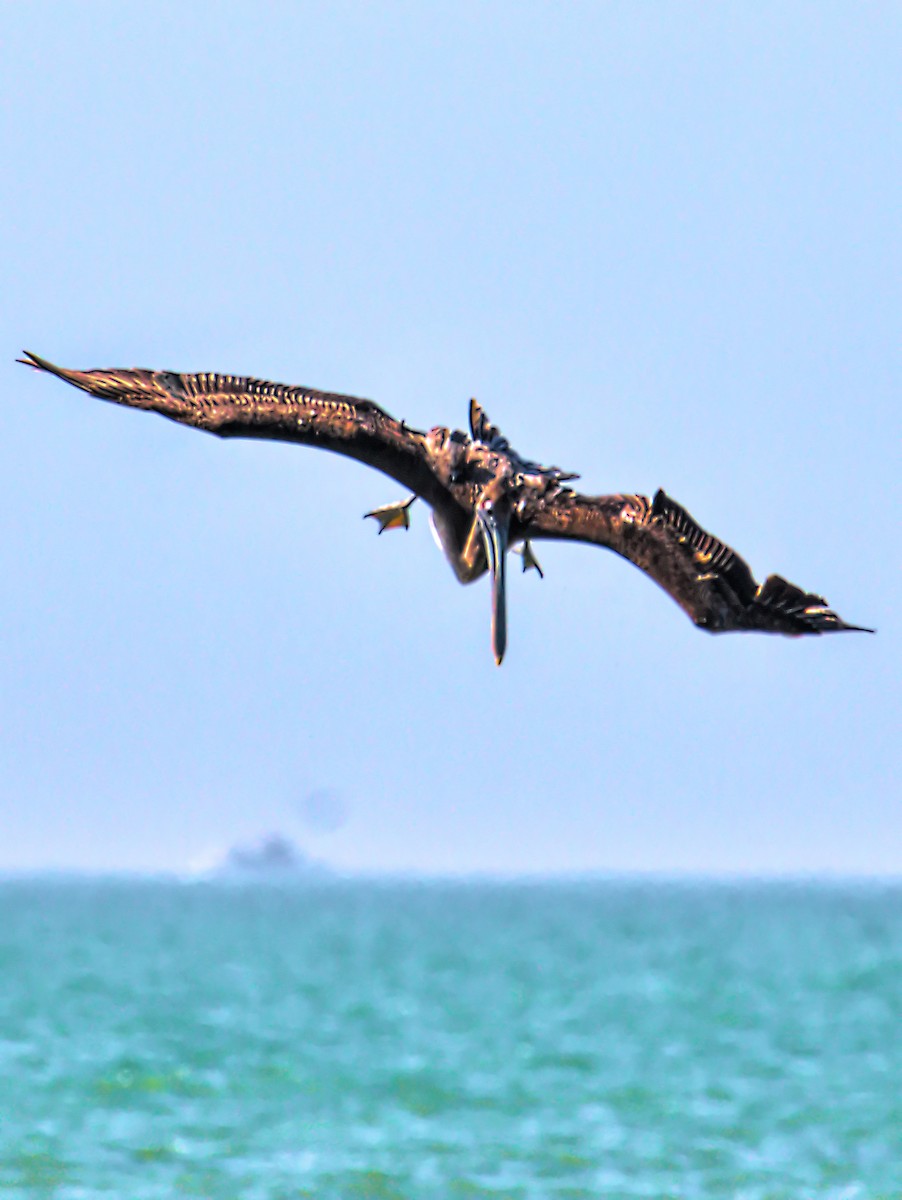 Brown Pelican - Dan Tallman