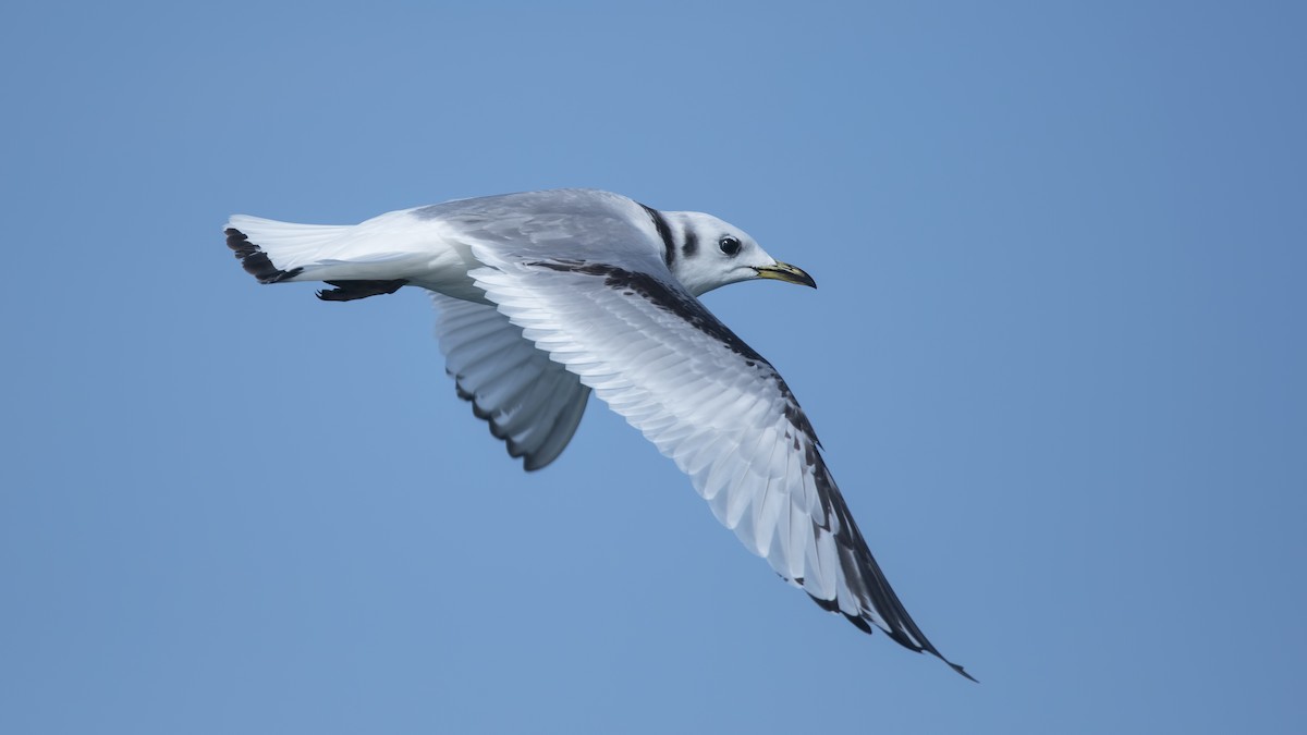 Mouette tridactyle - ML85138101