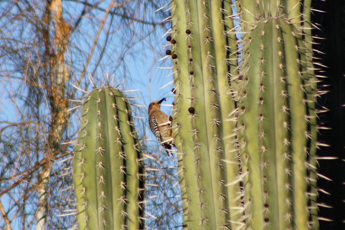 Pic des saguaros - ML85138251