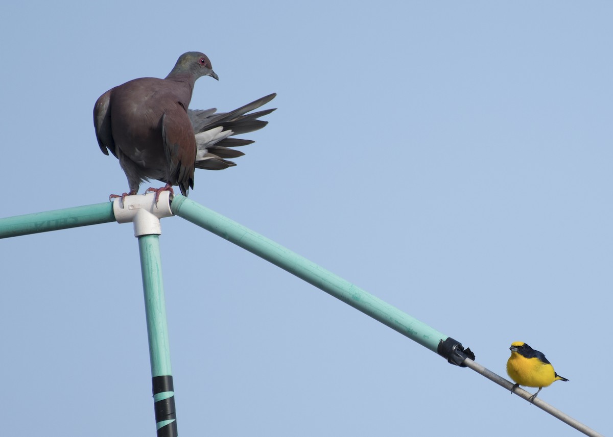 Pigeon rousset - ML85138411