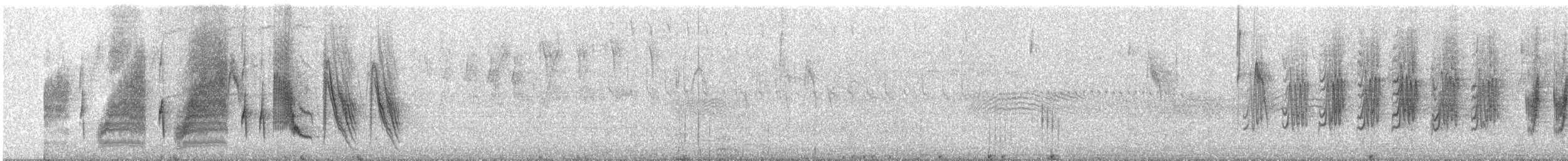 Weißbinden-Spottdrossel - ML85138471