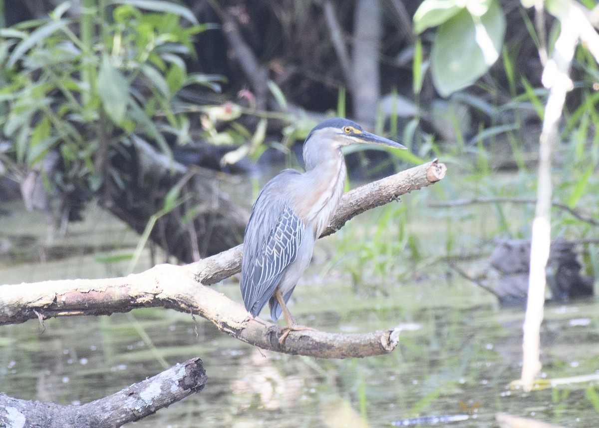 Striated Heron - Anthony Kaduck