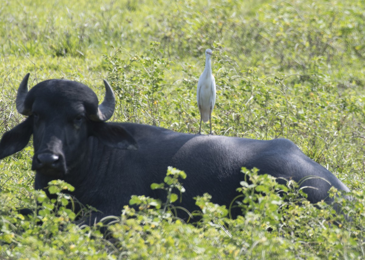 Western Cattle Egret - Anthony Kaduck