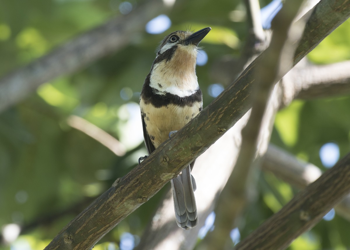 Russet-throated Puffbird - Anthony Kaduck