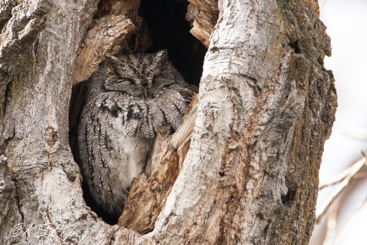 Western Screech-Owl - ML85140451