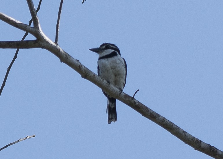 Pied Puffbird - ML85140741