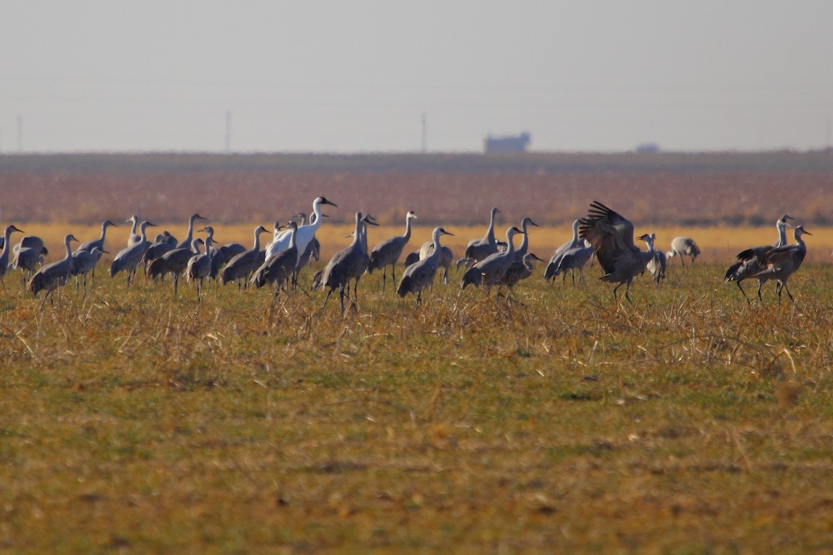 Grulla Trompetera - ML85140881