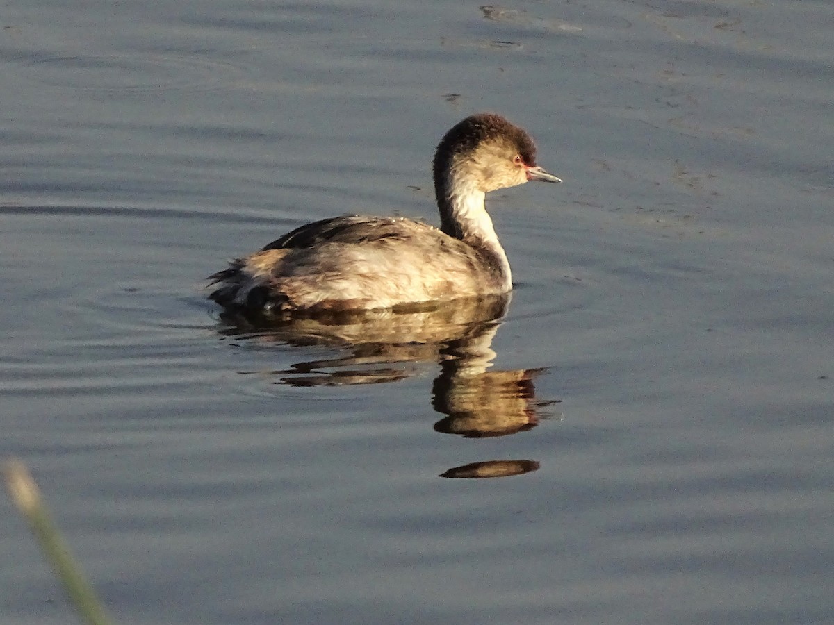 Silvery Grebe - ADRIAN GRILLI