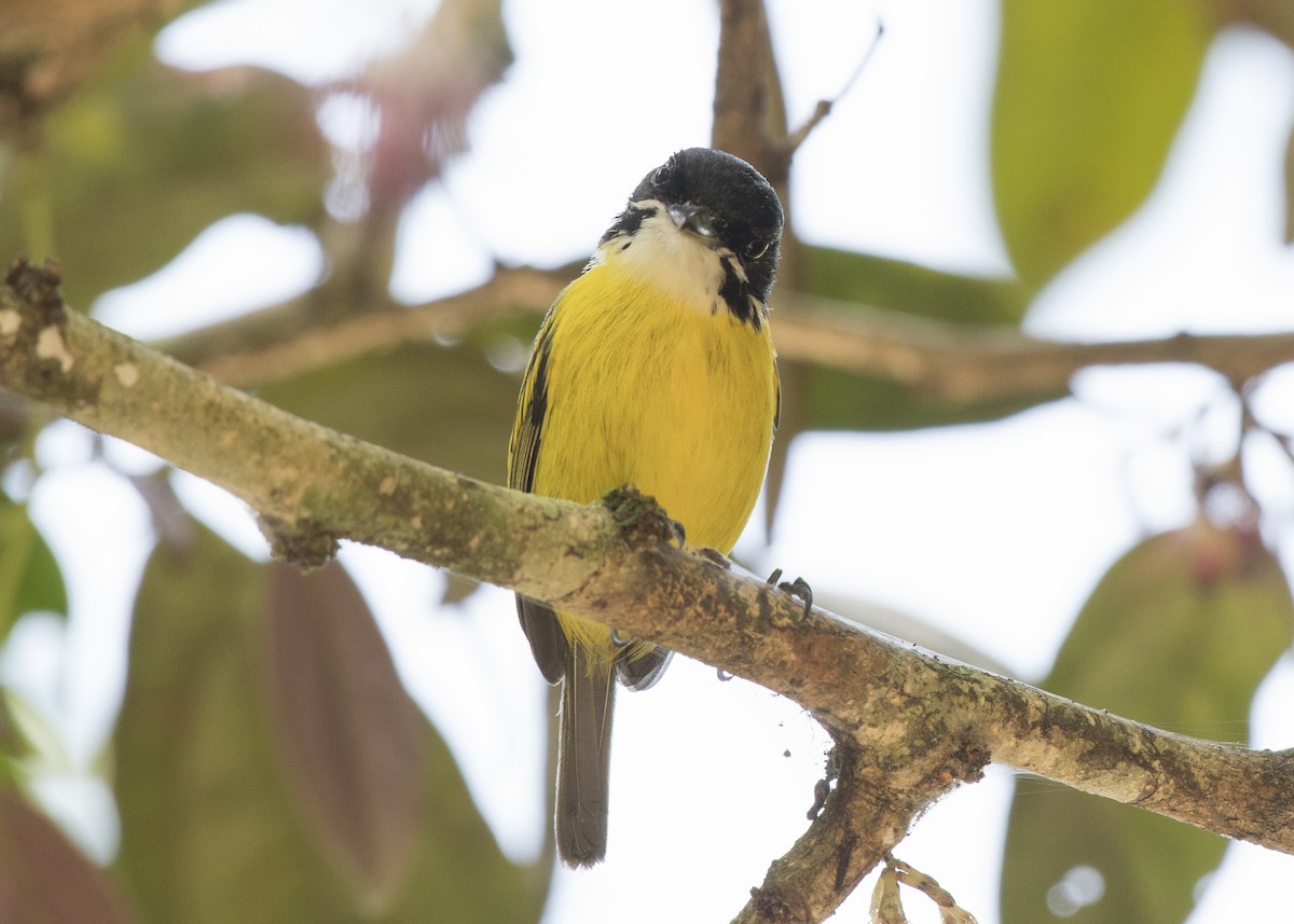 Black-headed Tody-Flycatcher - ML85142741