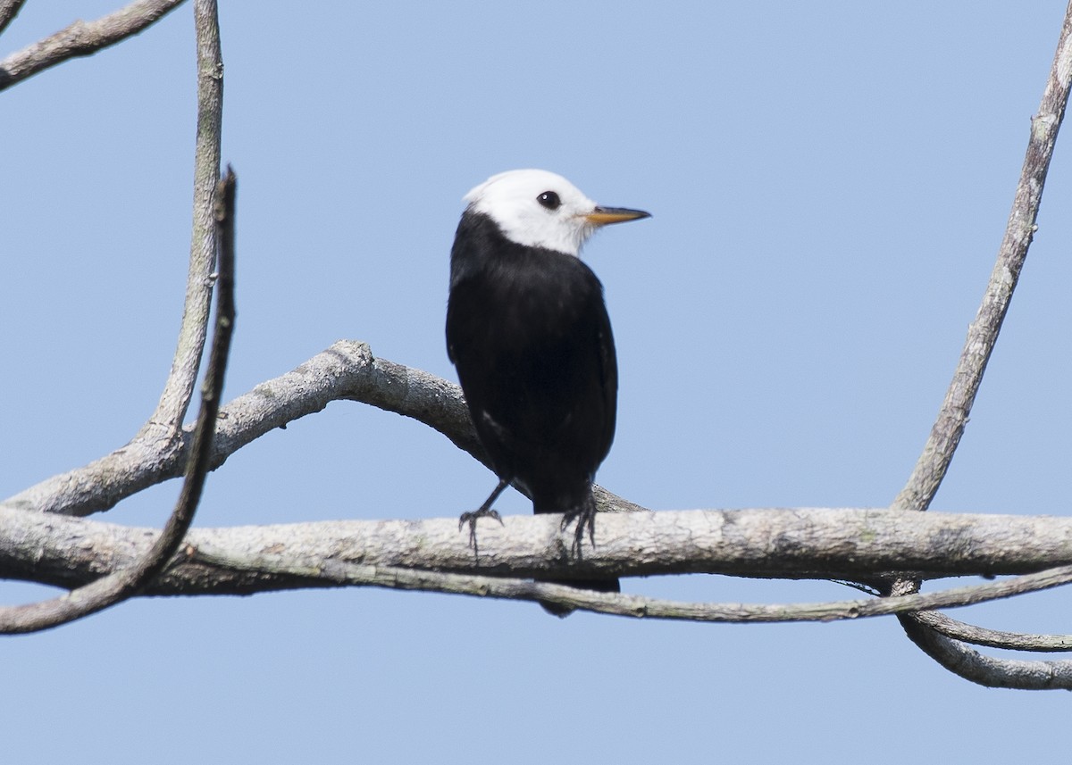 White-headed Marsh Tyrant - Anthony Kaduck