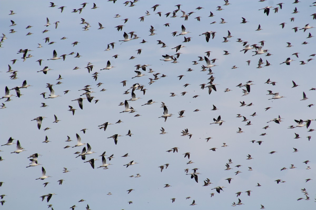 American Avocet - ML85143671