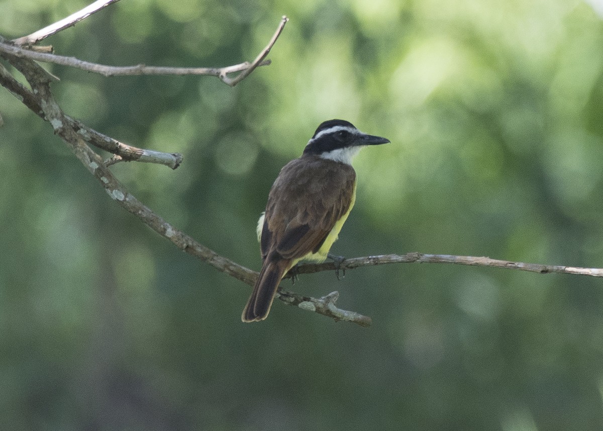 Lesser Kiskadee - Anthony Kaduck