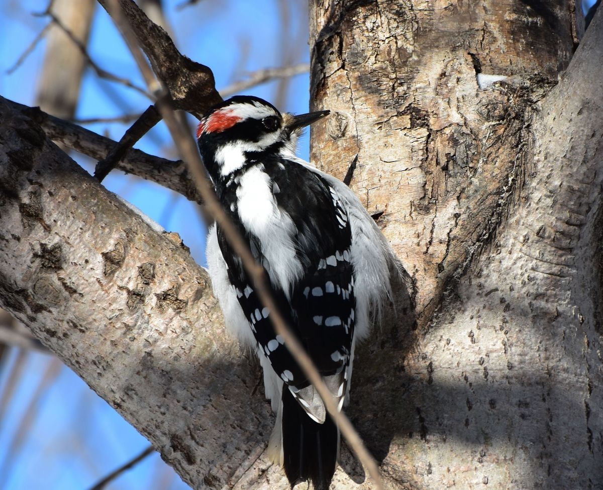 Hairy Woodpecker - jean-marc lavallée