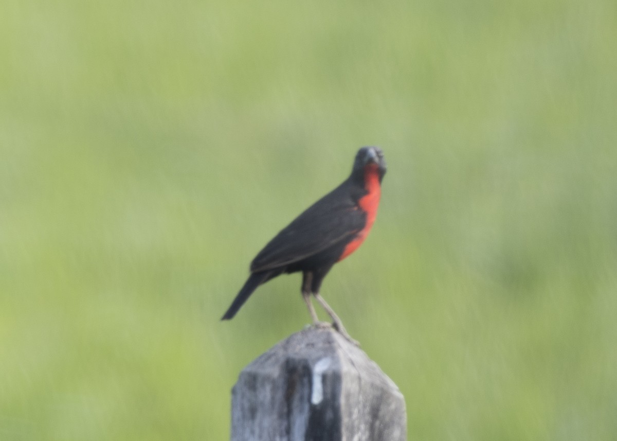 Red-breasted Meadowlark - ML85144681