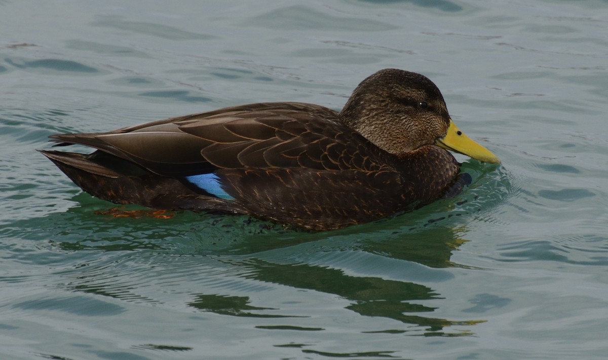 American Black Duck - ML85145031