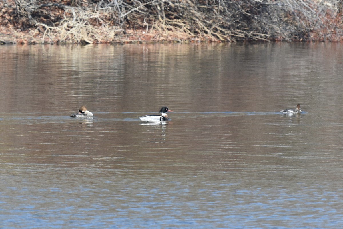 Red-breasted Merganser - ML85145221