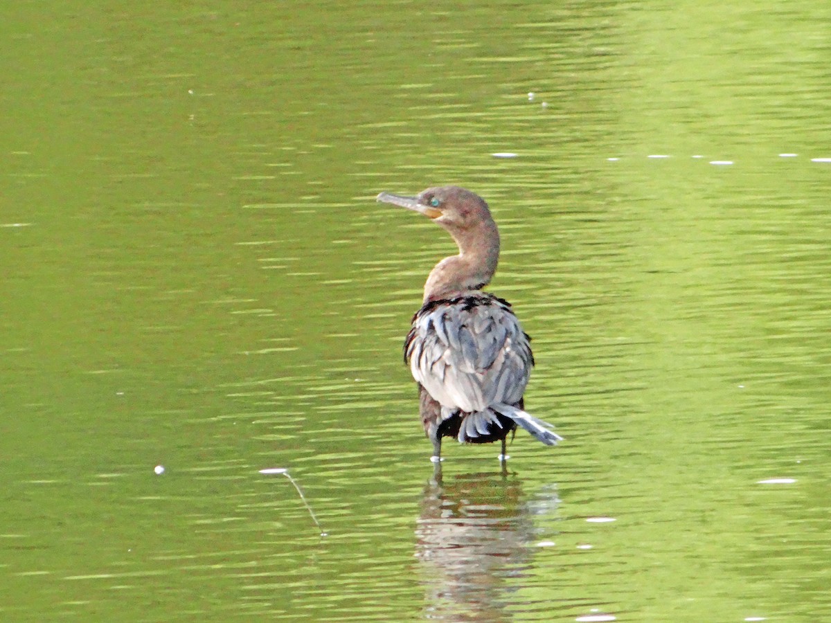 Neotropic Cormorant - ML85146231