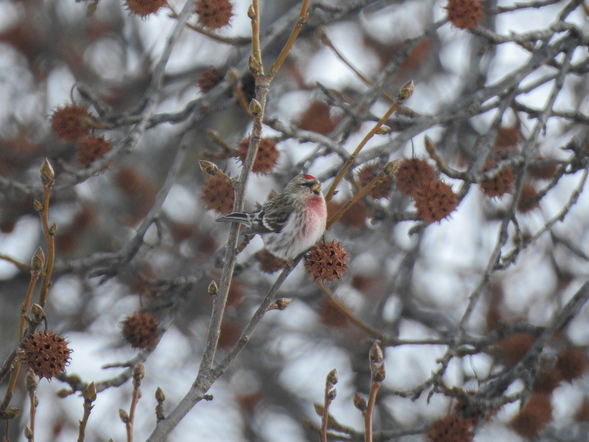Redpoll (Common) - ML85148031