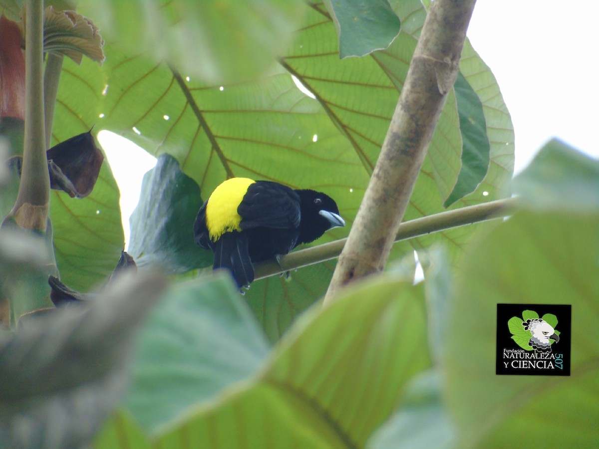 Flame-rumped Tanager - ML85149311