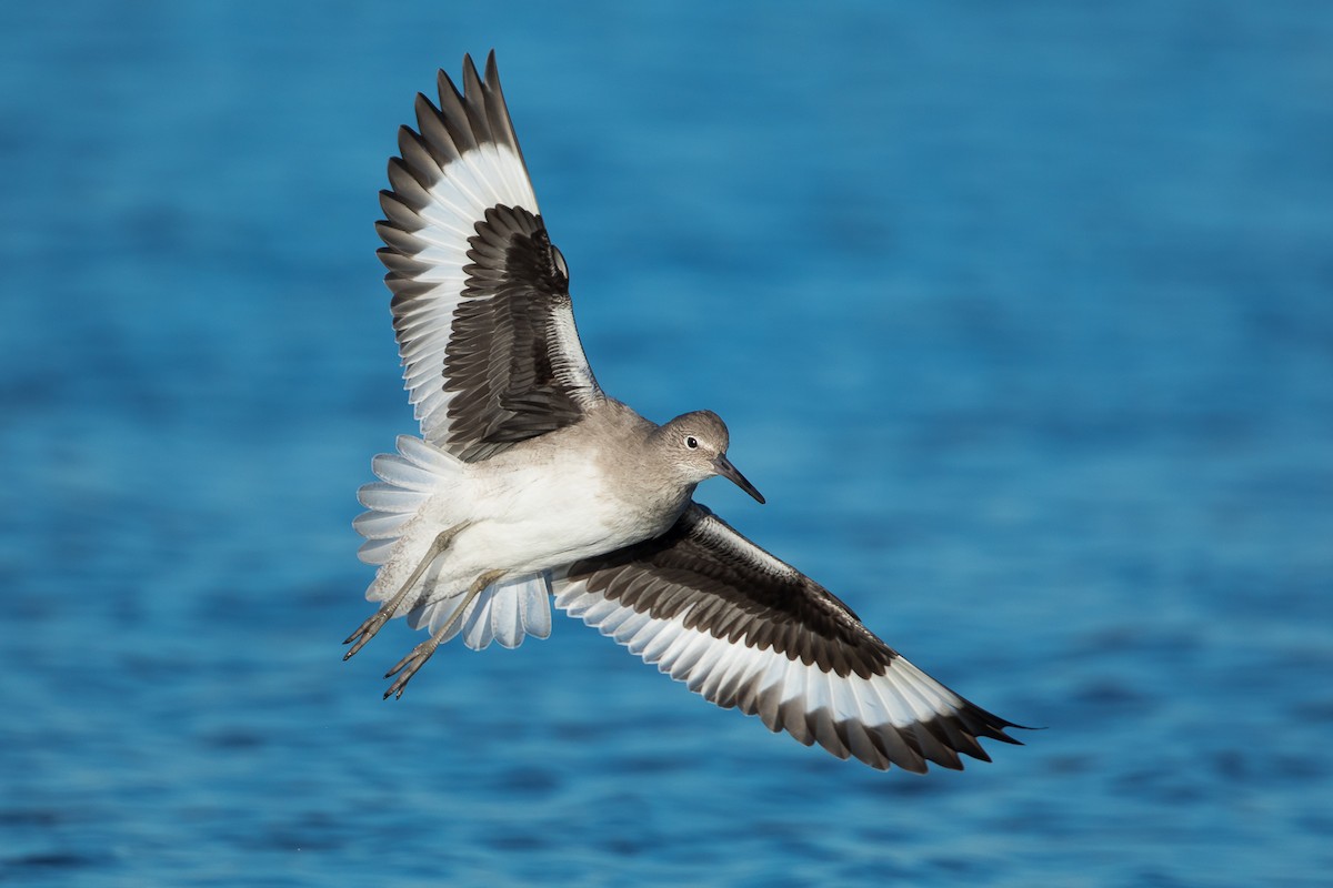 Willet - ML85150291