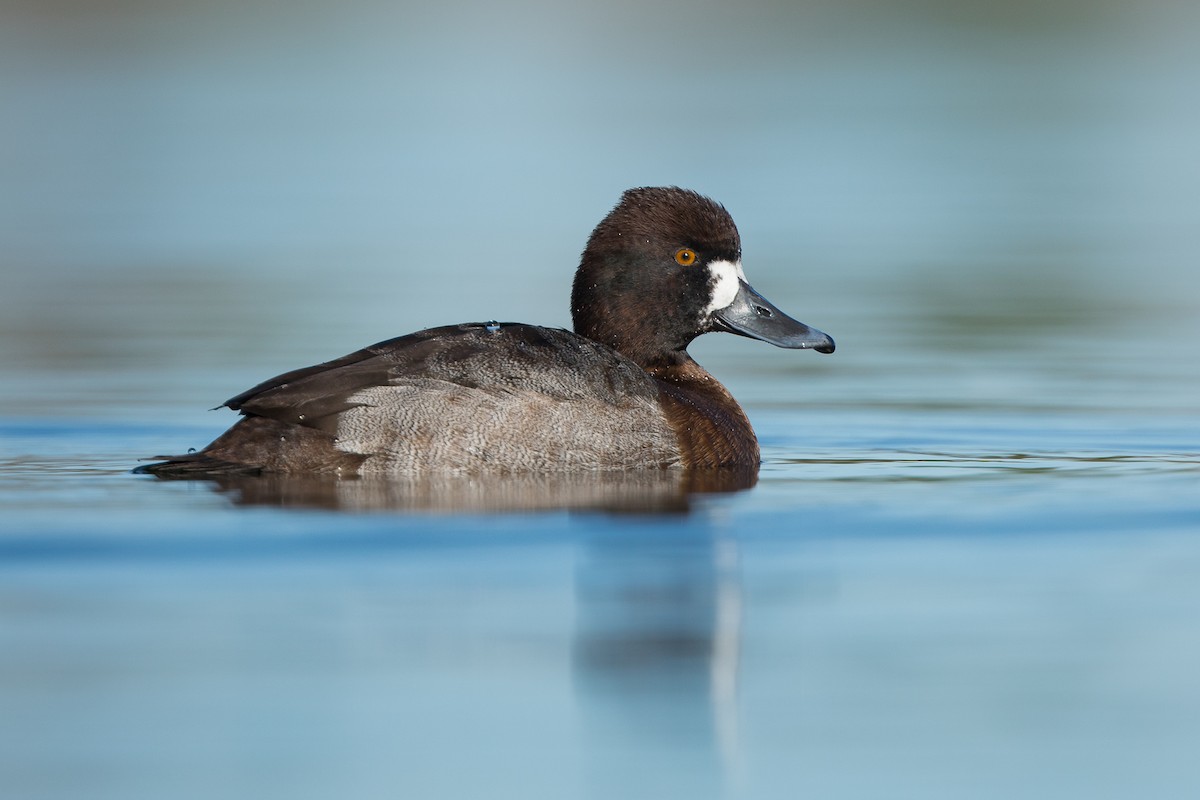 Lesser Scaup - ML85150541