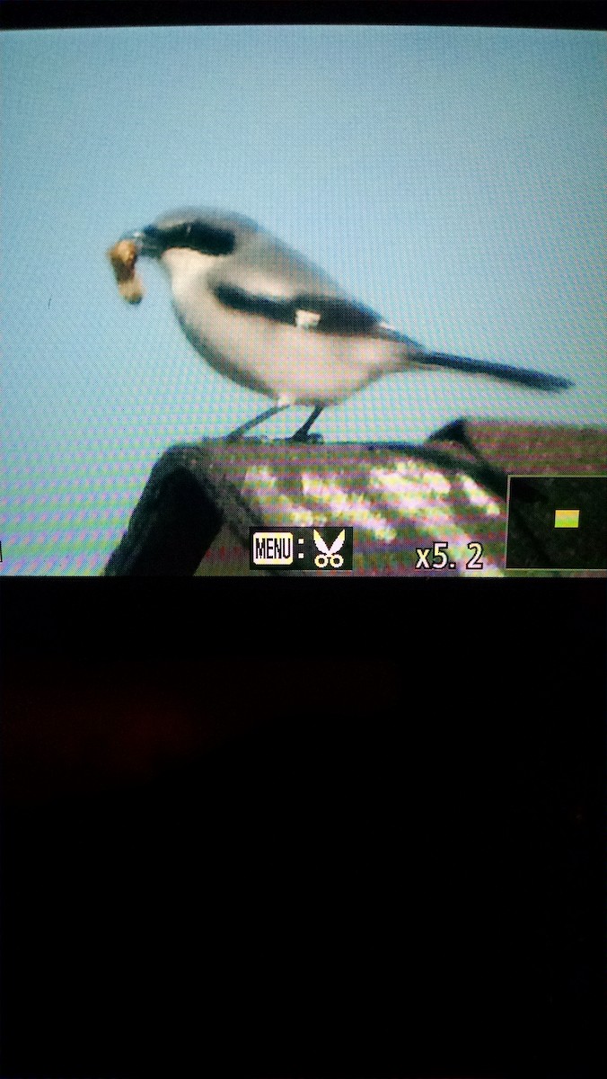 Loggerhead Shrike - ML85151341