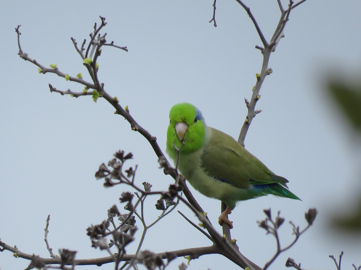 Pacific Parrotlet - ML85152531